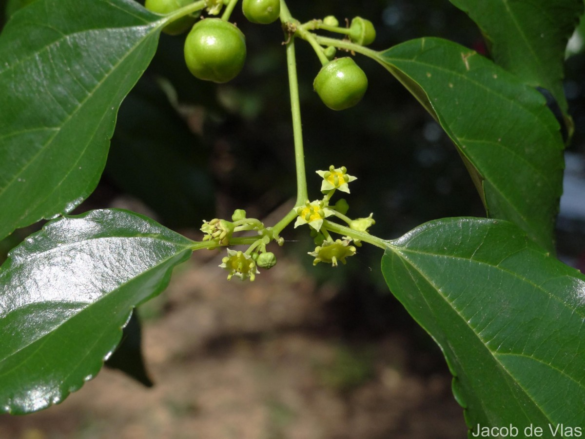 Colubrina asiatica (L.) Brongn.